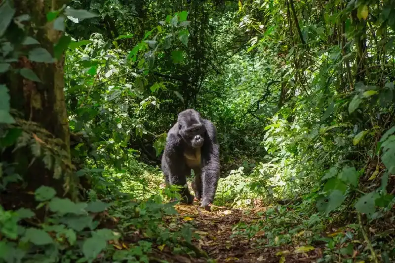 uganda-tour